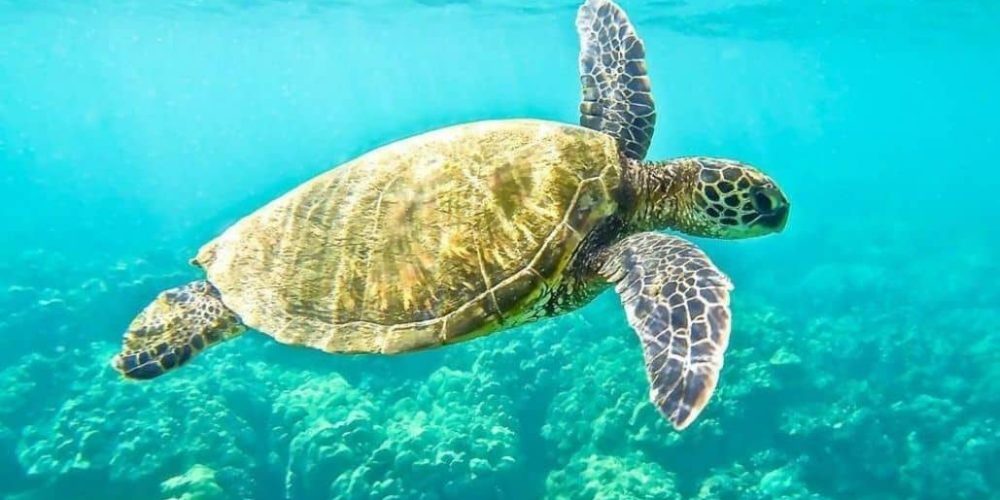 Ecuador - Sea Turtle Conservation and Environmental Outreach 08