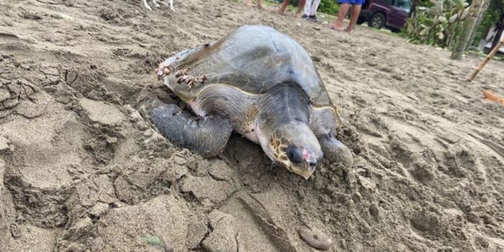 Ecuador - Sea Turtle Conservation and Environmental Outreach 13