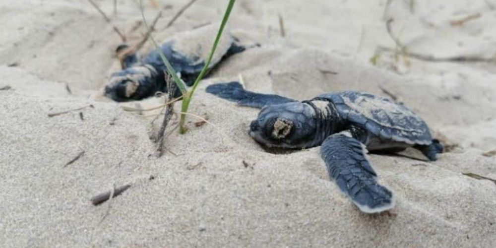 Ecuador - Sea Turtle Conservation and Environmental Outreach 14