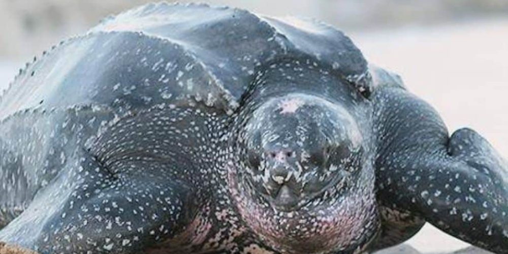 Ecuador - Sea Turtle Conservation and Environmental Outreach 16