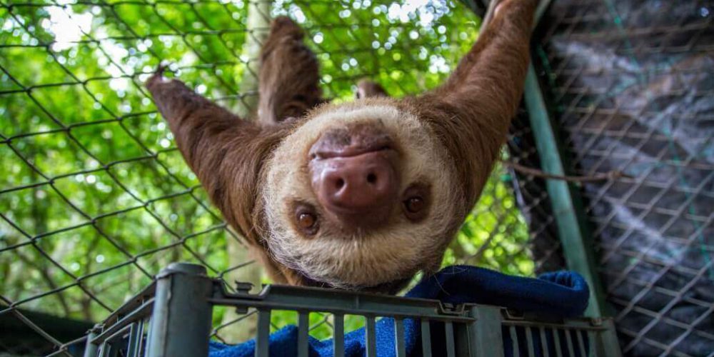 Costa Rica - Sloth and Wildlife Rescue Center04