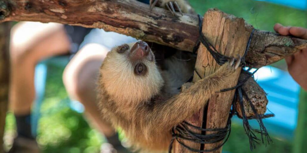 Costa Rica - Sloth and Wildlife Rescue Center06
