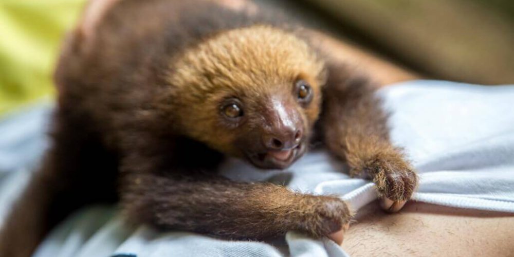 Costa Rica - Sloth and Wildlife Rescue Center07