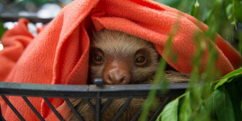 Costa Rica - Sloth and Wildlife Rescue Center09