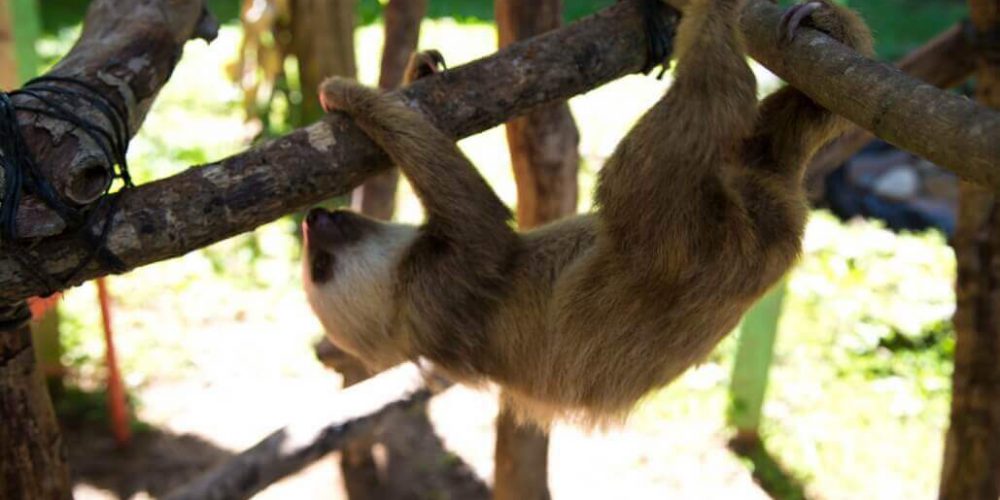 Costa Rica - Sloth and Wildlife Rescue Center11