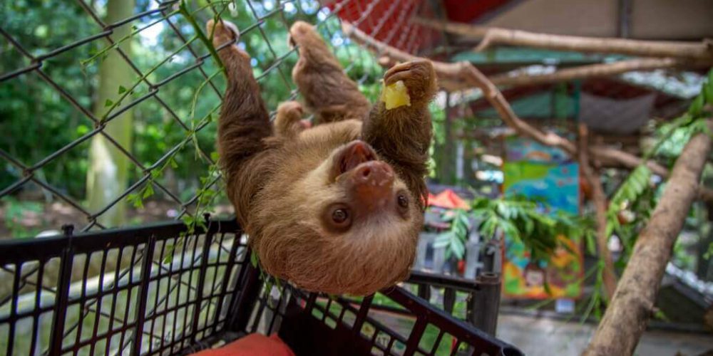 Costa Rica - Sloth and Wildlife Rescue Center14