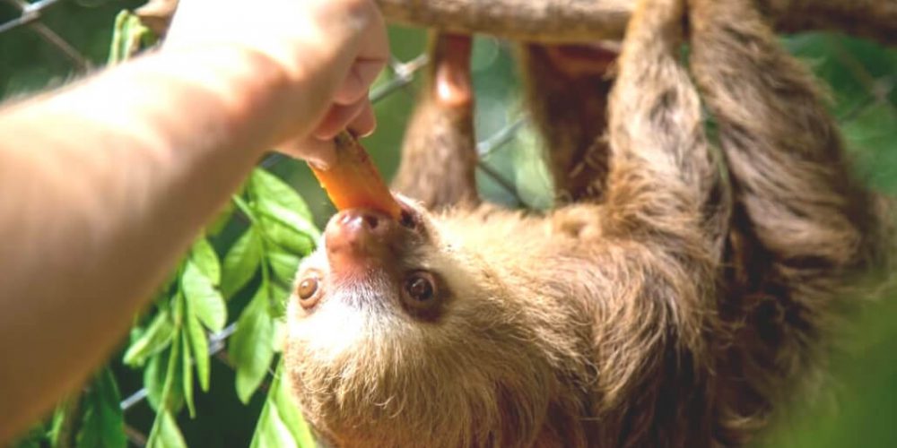 Costa Rica - Sloth and Wildlife Rescue Center20