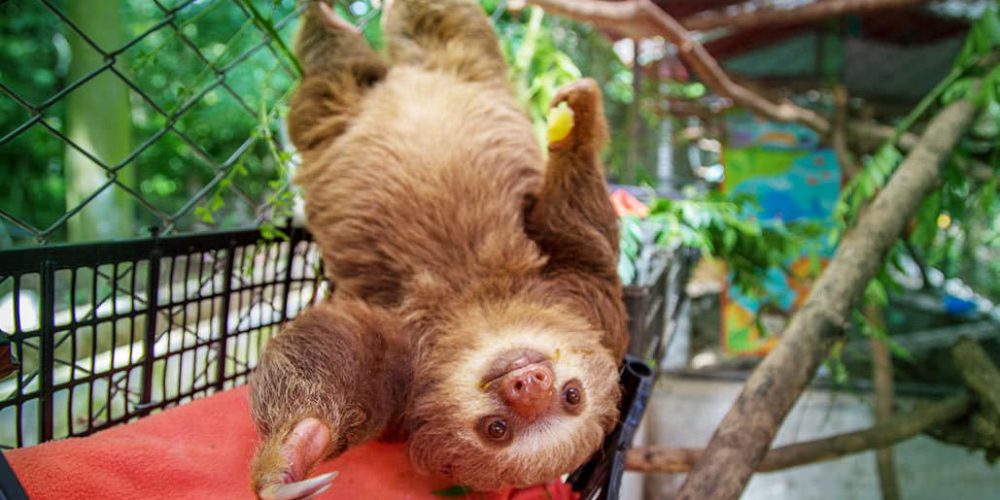 Costa Rica - Sloth and Wildlife Rescue Center21