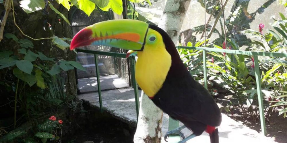 Costa Rica - Sloth and Wildlife Rescue Center25