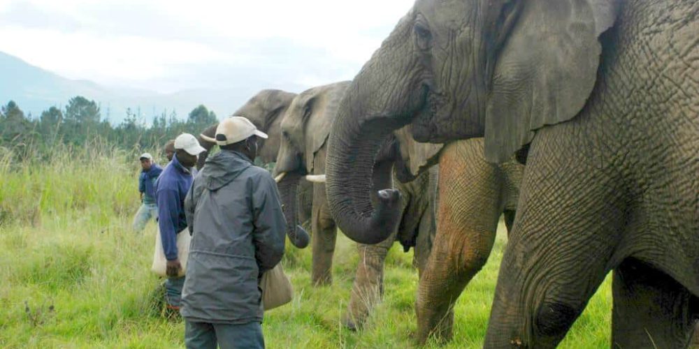 South Africa - African Elephant Conservation and Research10