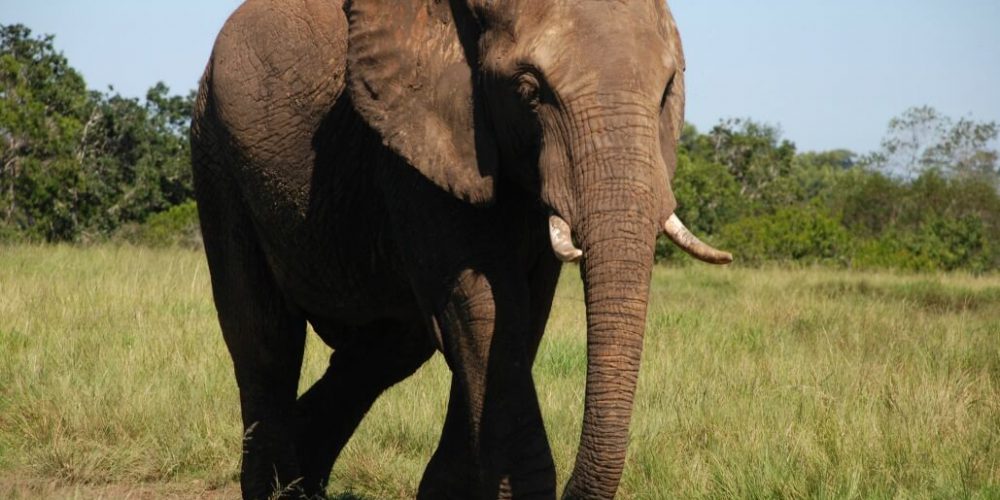 South Africa - African Elephant Conservation and Research7