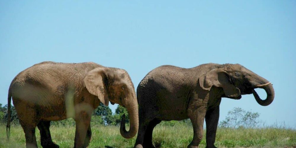 South Africa - African Elephant Conservation and Research9