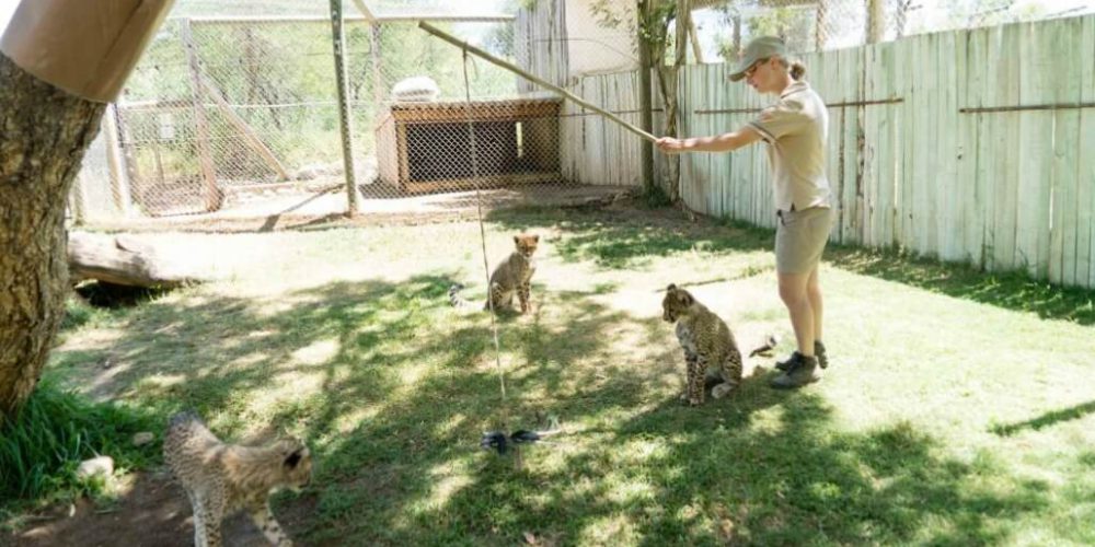 South Africa - African Wildlife Ranch34