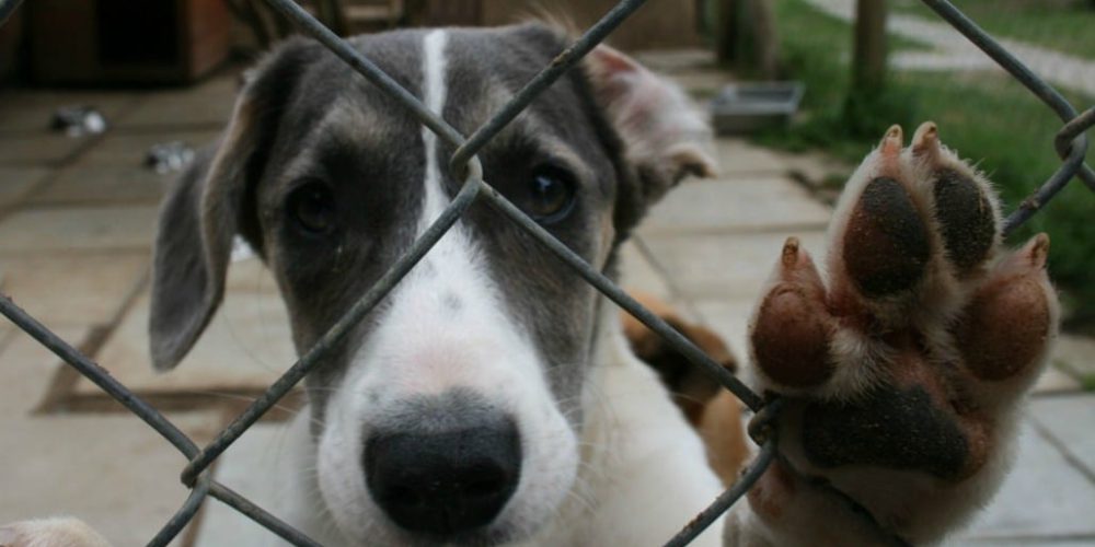 South Africa - Animal Rescue and Veterinary Shelter8