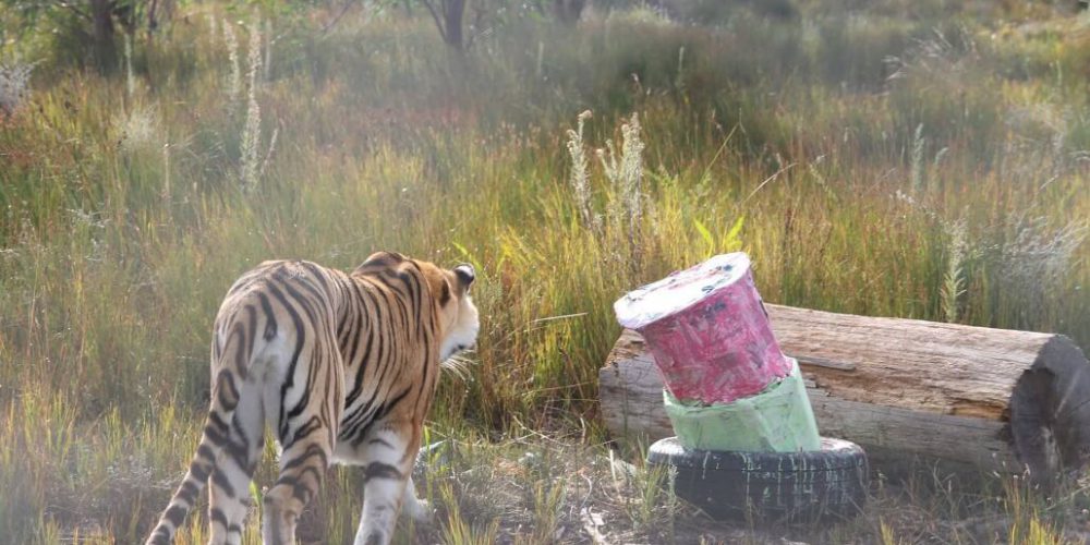 South Africa - Big Cat Refuge11