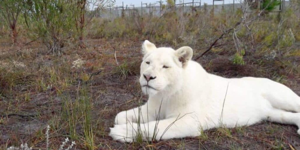 South Africa - Big Cat Refuge27