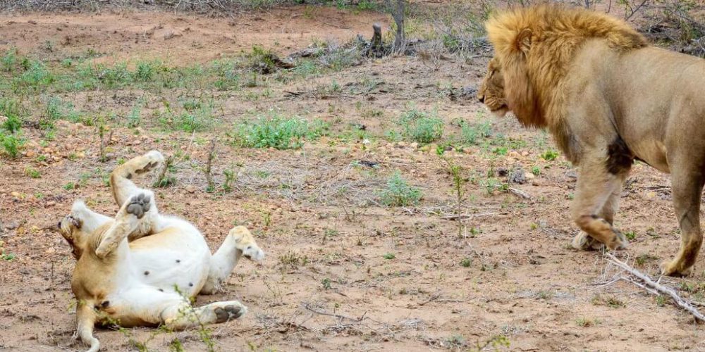 South Africa - Big Cats Research and Conservation in the Greater Kruger Area19