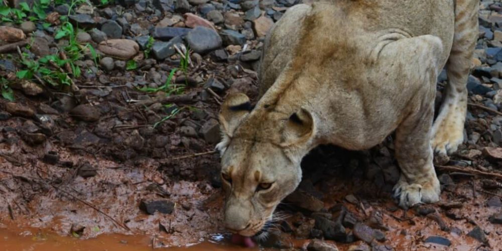 South Africa - Big Cats Research and Conservation in the Greater Kruger Area24