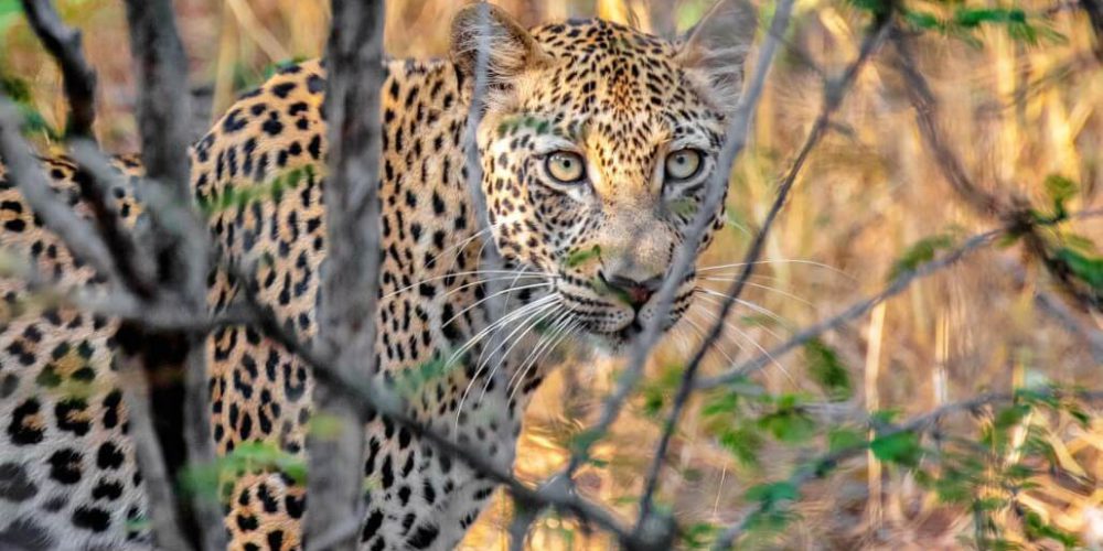 South Africa - Big Cats Research and Conservation in the Greater Kruger Area25