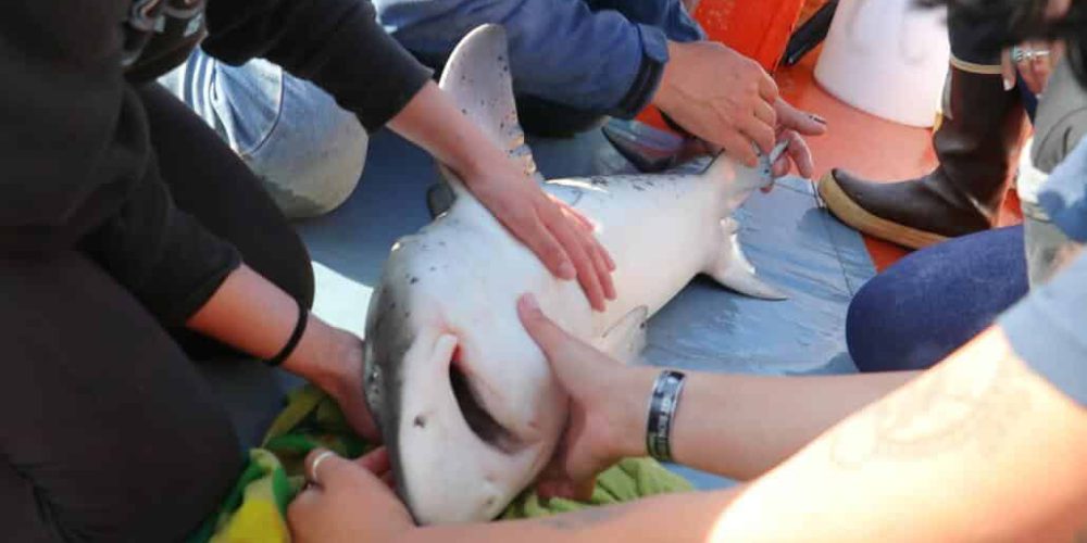 South Africa - Great White Shark Conservation4