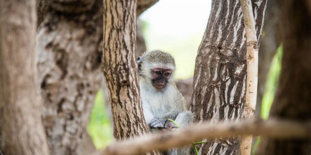 South Africa - Kruger Park & Safari Tour11