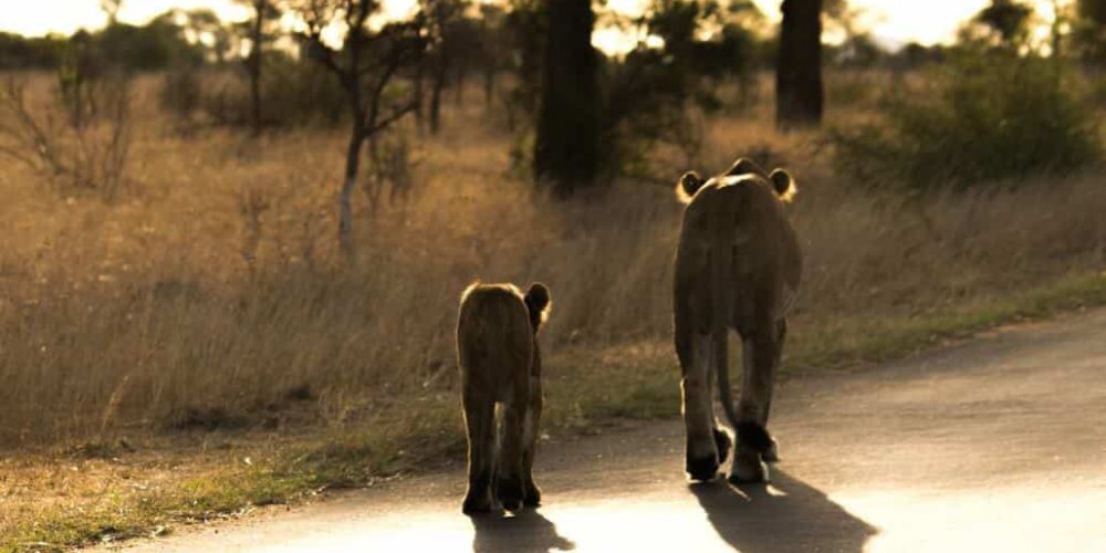 South Africa - Kruger Park & Safari Tour15