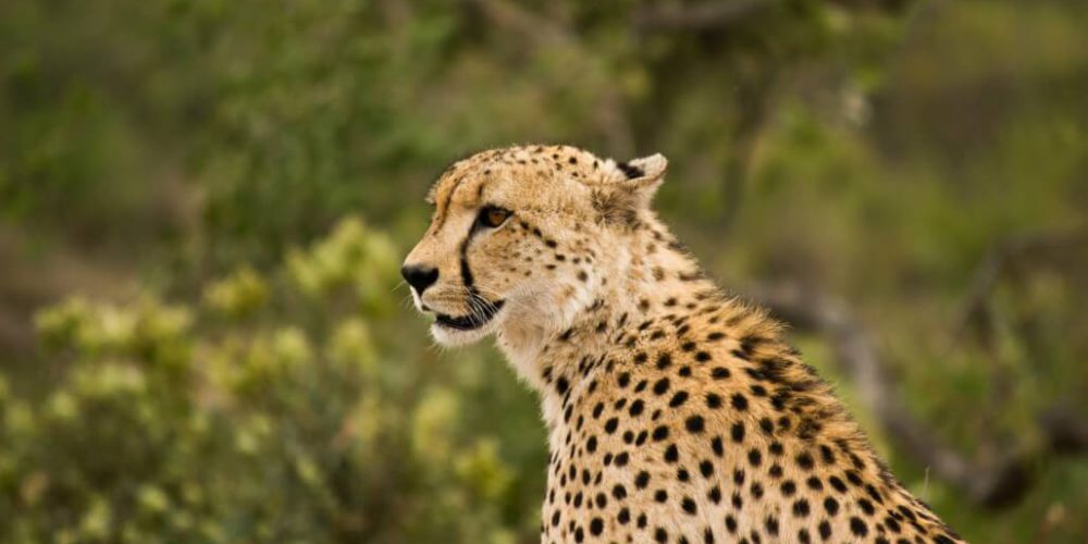South Africa - Kruger Park & Safari Tour2