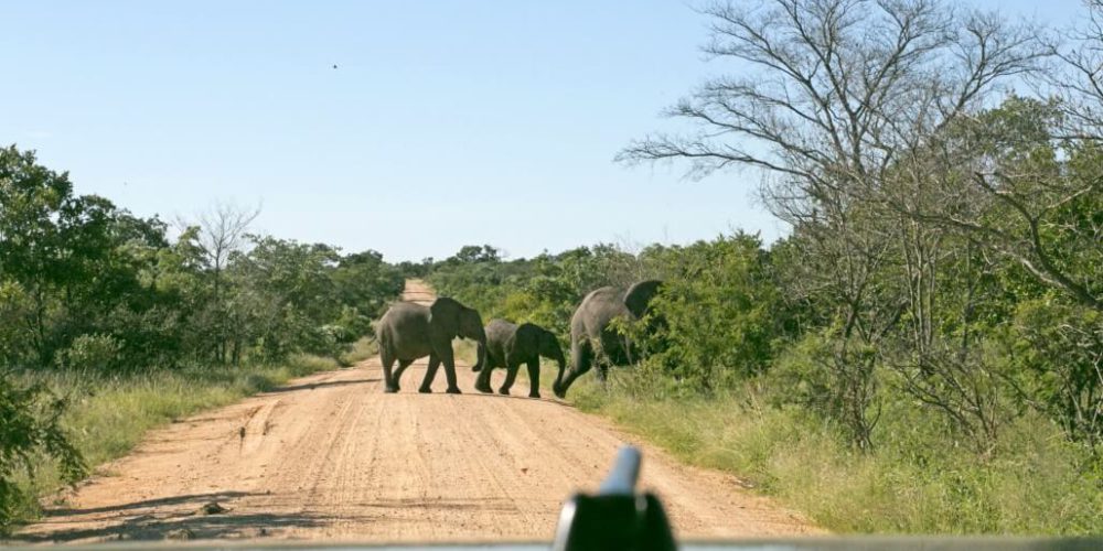 South Africa - Kruger Park & Safari Tour6