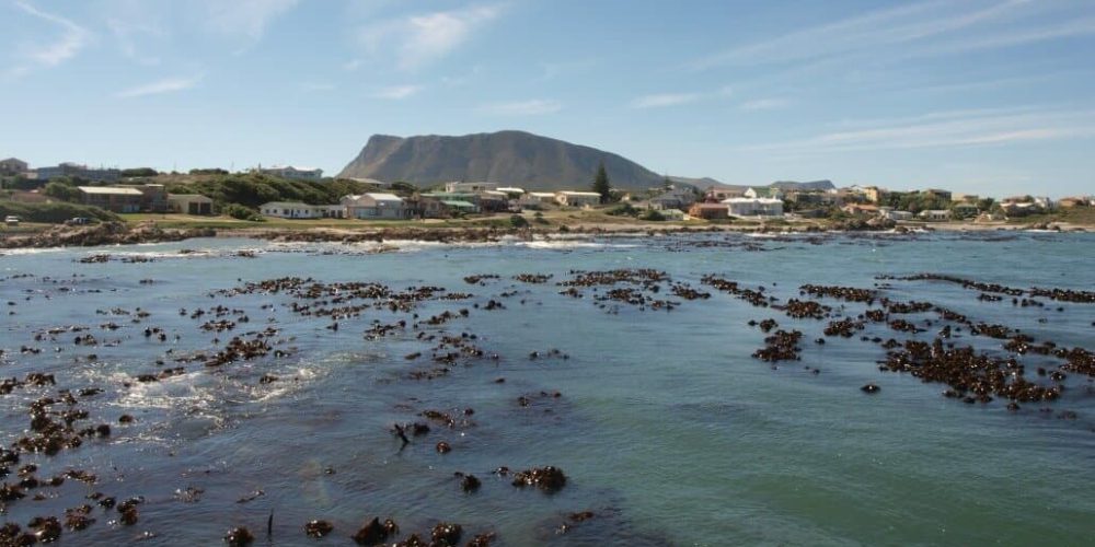 South Africa - Marine Big Five Conservation11