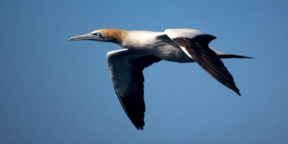 South Africa - Marine Life Research and Conservation5