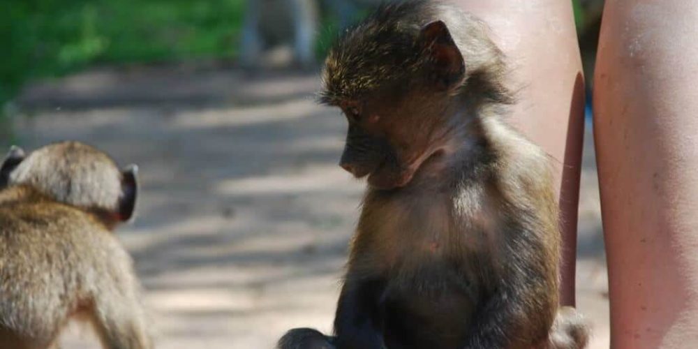 South Africa - Monkey and Wildlife Rehabilitation Center13