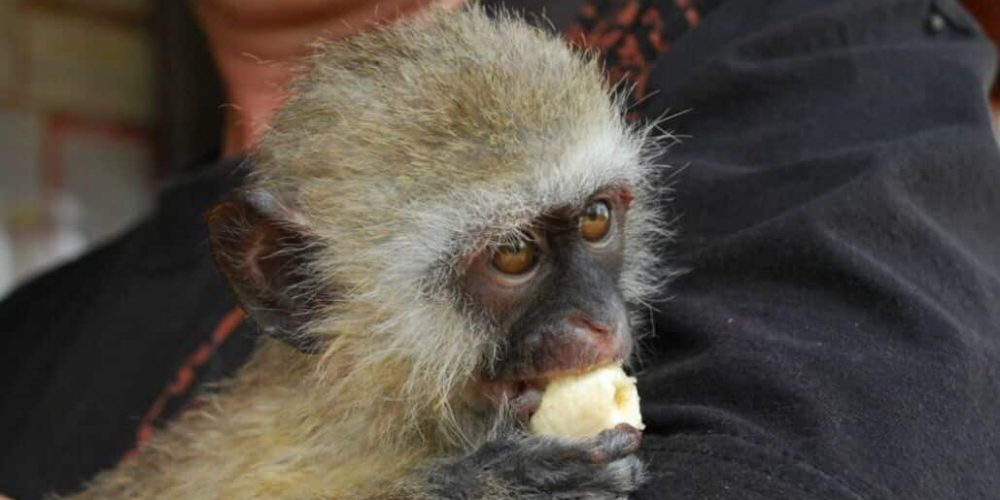 South Africa - Monkey and Wildlife Rehabilitation Center17