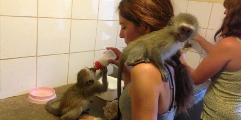 South Africa - Monkey and Wildlife Rehabilitation Center4