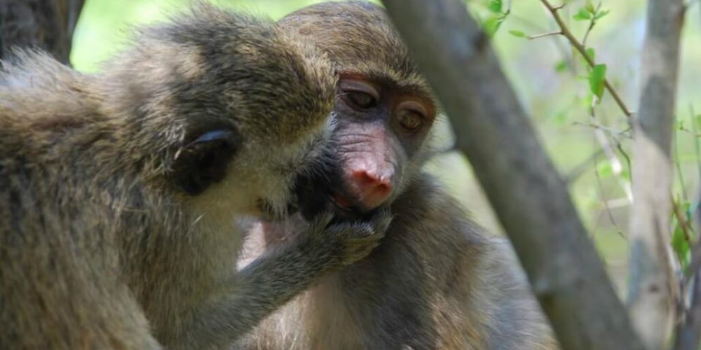 South Africa - Monkey and Wildlife Rehabilitation Center6