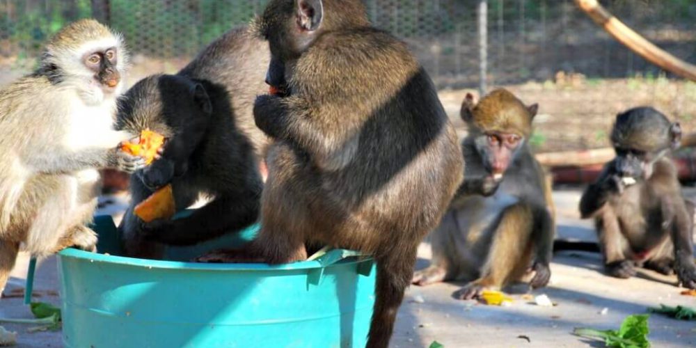 South Africa - Monkey and Wildlife Rehabilitation Center8