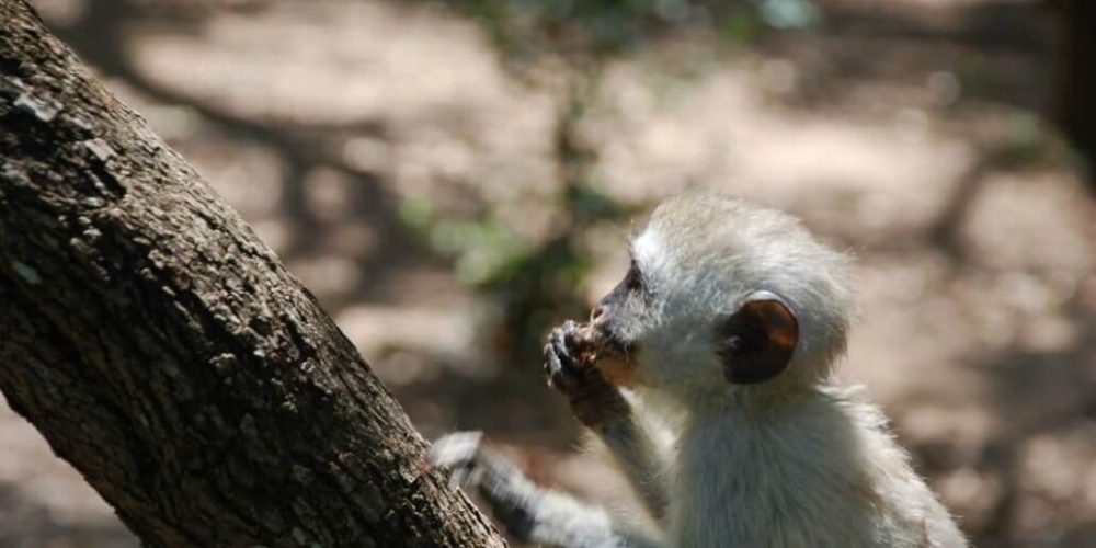 South Africa - Monkey and Wildlife Rehabilitation Center9