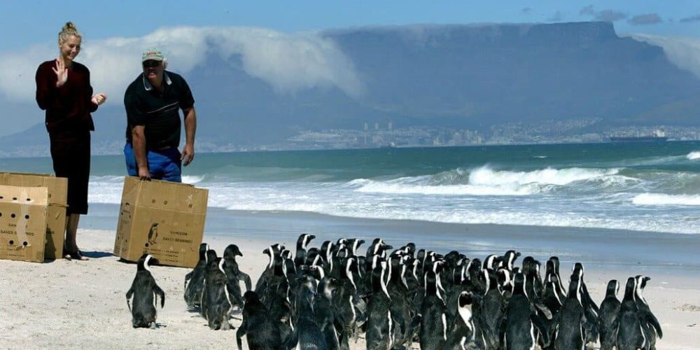 South Africa - Penguin and Marine Bird Sanctuary13