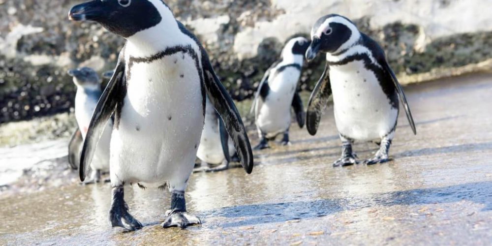 South Africa - Penguin and Marine Bird Sanctuary15