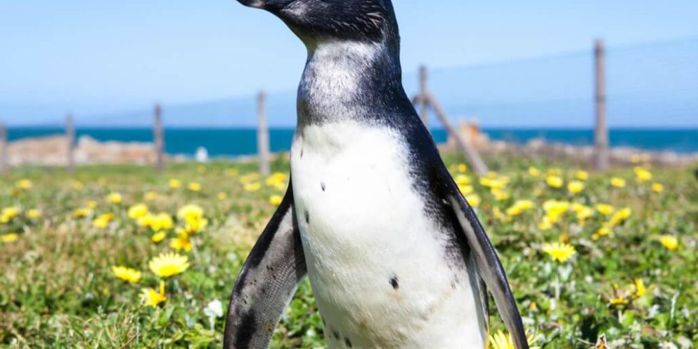 South Africa - Penguin and Marine Bird Sanctuary16