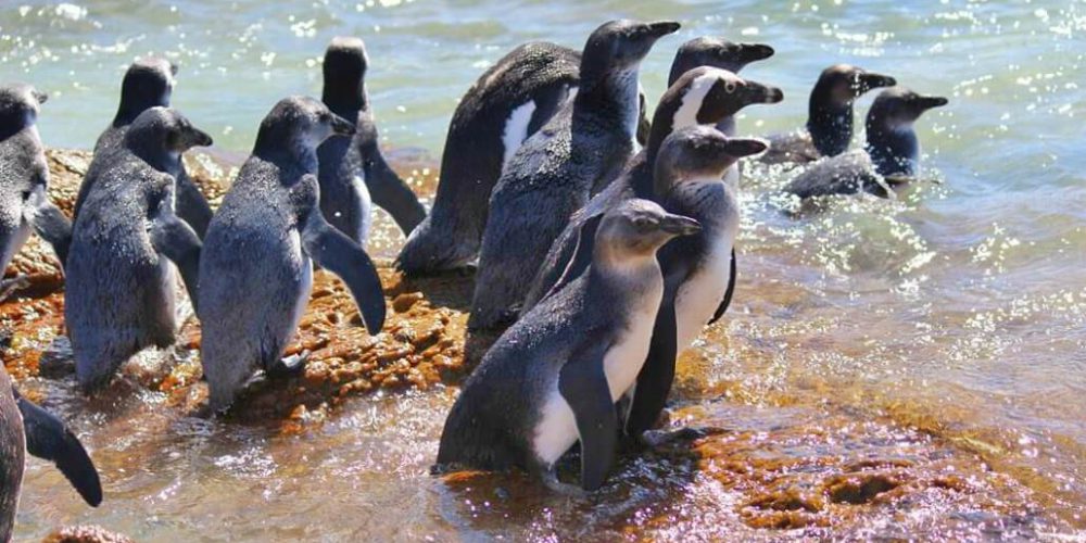 South Africa - Penguin and Marine Bird Sanctuary17