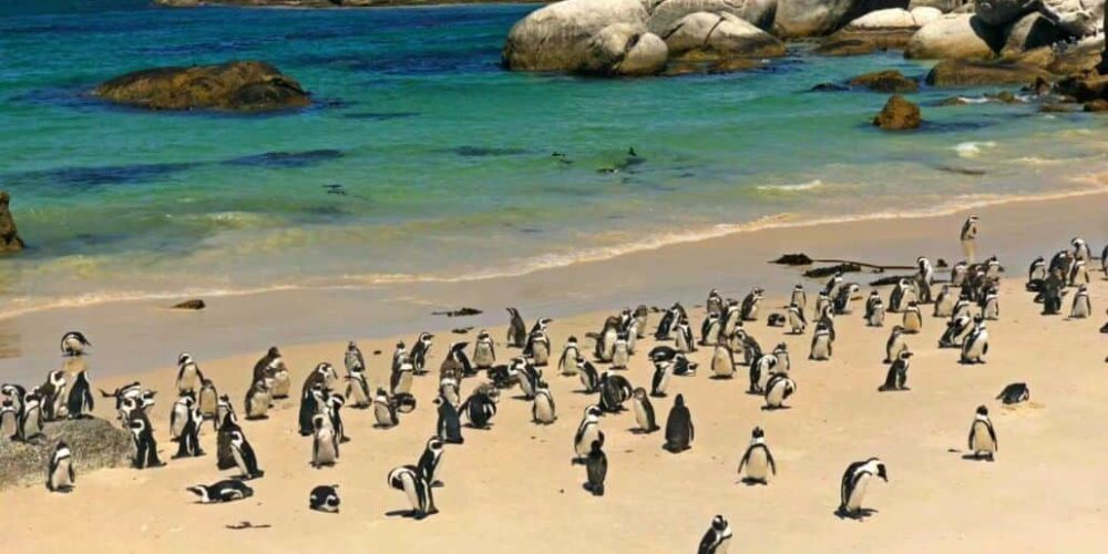 South Africa - Penguin and Marine Bird Sanctuary19