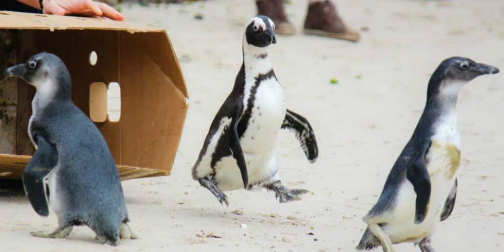 South Africa - Penguin and Marine Bird Sanctuary27