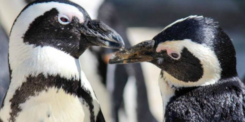 South Africa - Penguin and Marine Bird Sanctuary28