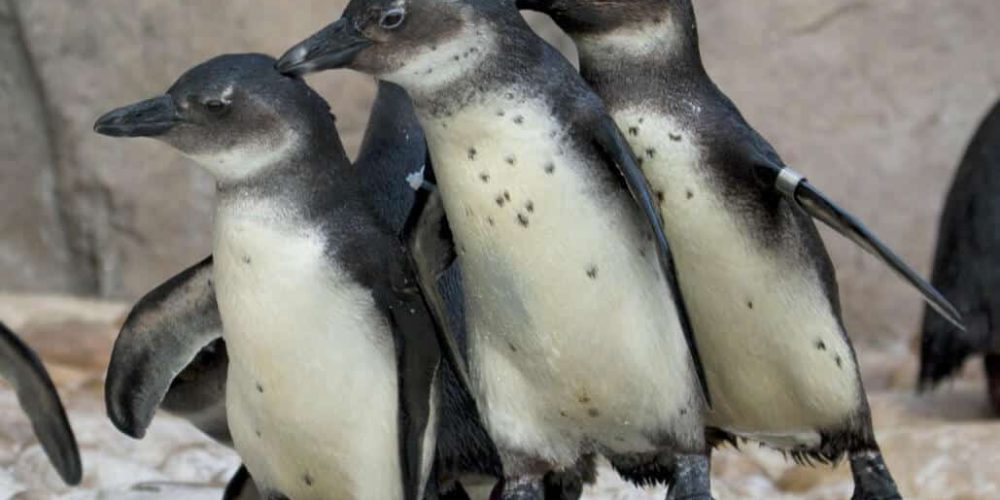 South Africa - Penguin and Marine Bird Sanctuary30
