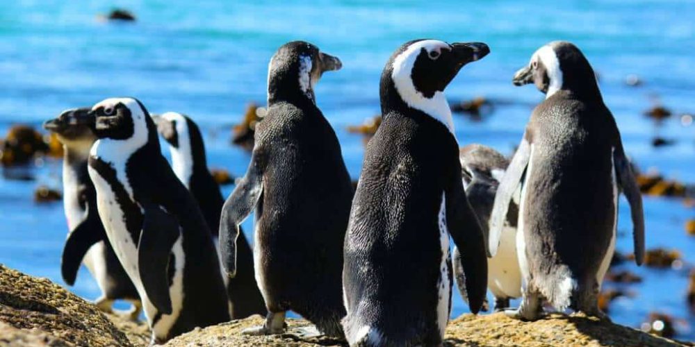 South Africa - Penguin and Marine Bird Sanctuary33