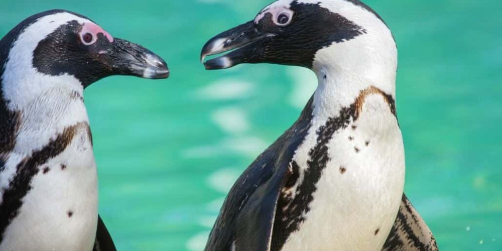 South Africa - Penguin and Marine Bird Sanctuary37