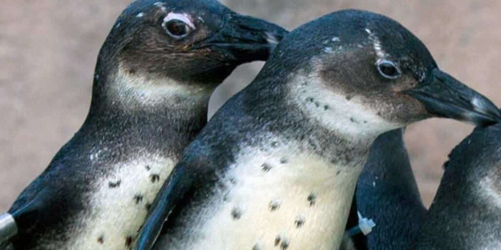 South Africa - Penguin and Marine Bird Sanctuary41