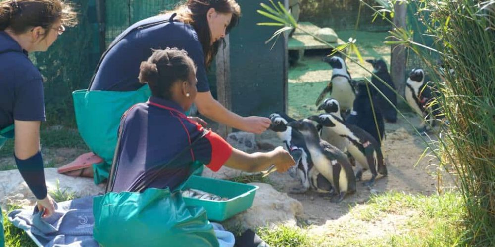 South Africa - Penguin and Marine Bird Sanctuary42