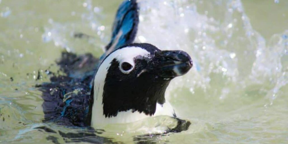 South Africa - Penguin and Marine Bird Sanctuary43