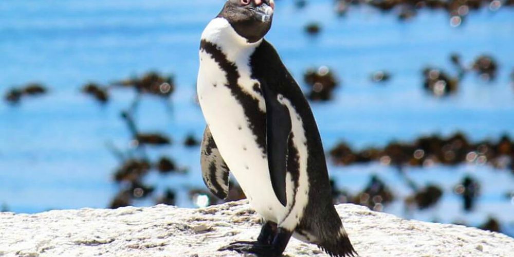 South Africa - Penguin and Marine Bird Sanctuary44